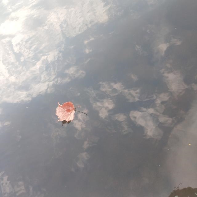 十二生肖下周一周运势算的最准，十二生肖周运势完整版