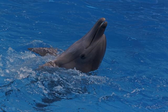 男鼠女兔其实很好，男84鼠女87兔姻缘