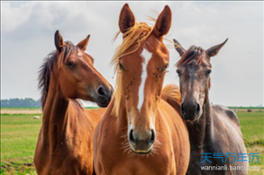 马和马结婚相配吗，男马更佳婚配属相
