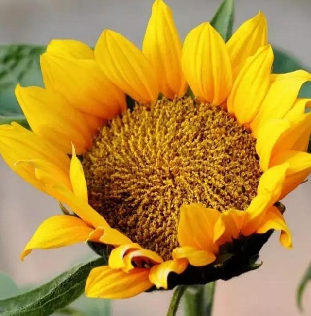 7兔男和93鸡女谁克谁，鸡兔结婚后来都怎么样了"