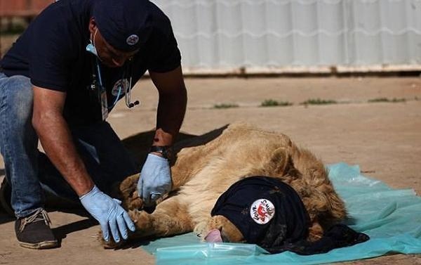 老鼠的致命弱点，属鼠的人很坏