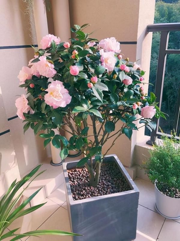 3年属兔人寿命长，63年属兔一生大劫年"