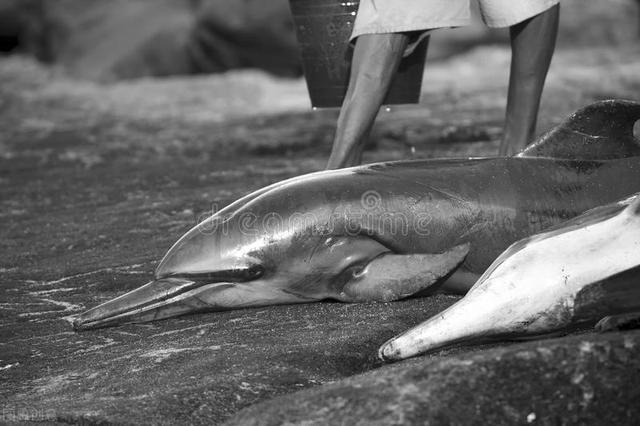 男鼠女兔其实很好，男84鼠女87兔姻缘