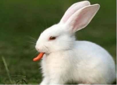 4年的属鼠37岁后命好，1984属鼠38岁后有十年大运"