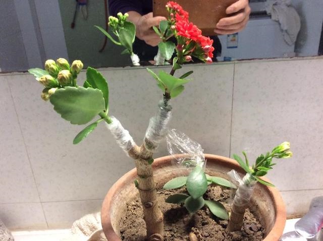 3年属兔人寿命长，63年属兔一生大劫年"