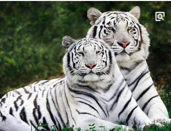 6年属虎的今年的婚姻会怎样，1986年属虎女一生运势"