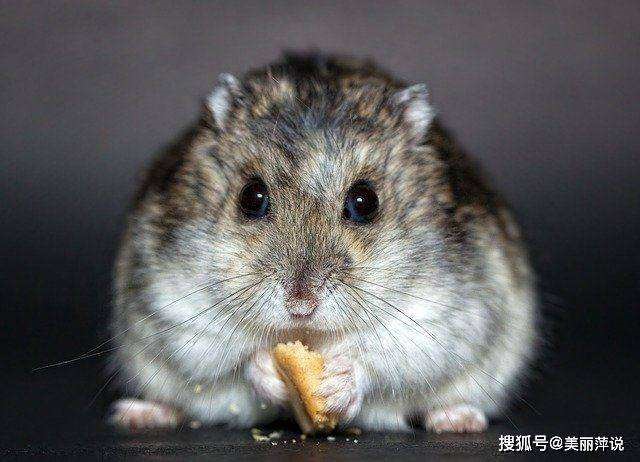 960年出生的鼠是什么命，1960年属鼠在2022