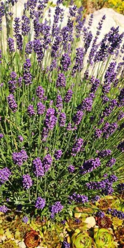 7兔男和93鸡女谁克谁，鸡兔结婚后来都怎么样了"