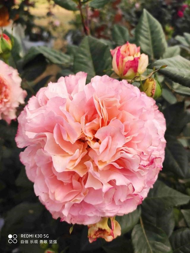 7兔男和93鸡女谁克谁，鸡兔结婚后来都怎么样了"