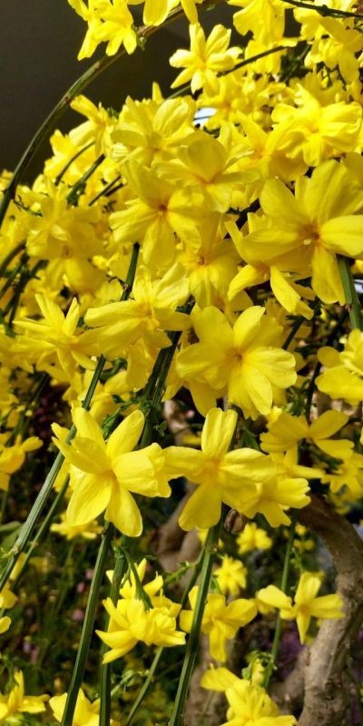 7兔男和93鸡女谁克谁，鸡兔结婚后来都怎么样了"