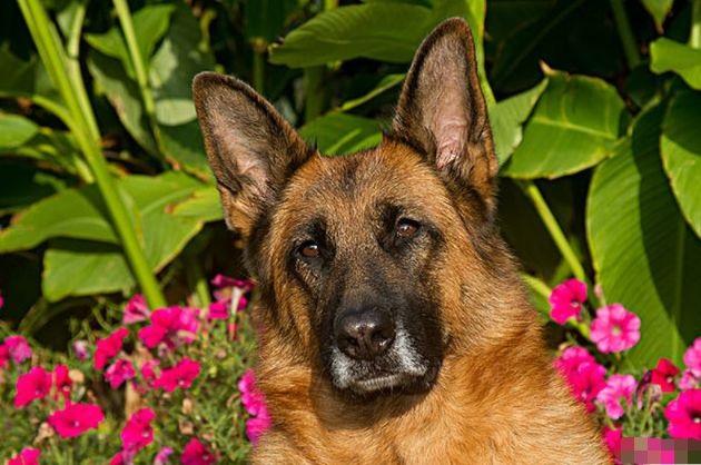 982年属狗人一生命运男，39岁生肖狗有一劫"