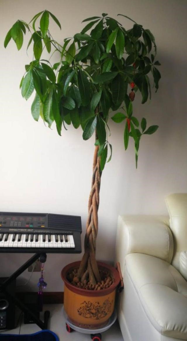 7兔男和93鸡女谁克谁，鸡兔结婚后来都怎么样了"