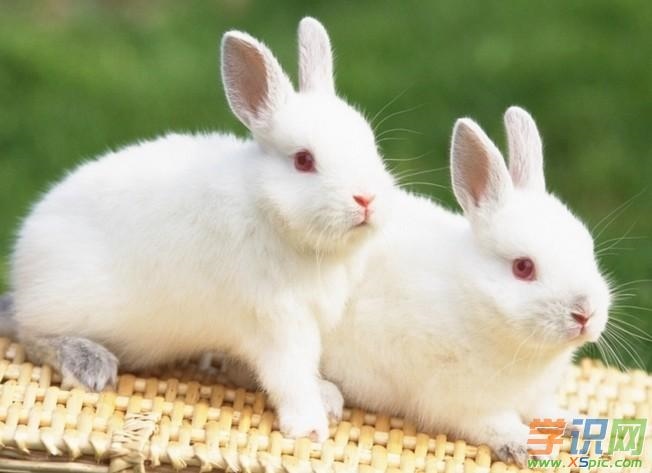 兔生肖和什么最配，兔生肖是哪年出生的