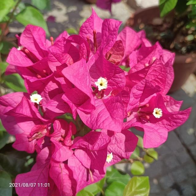 7兔男和93鸡女谁克谁，鸡兔结婚后来都怎么样了"