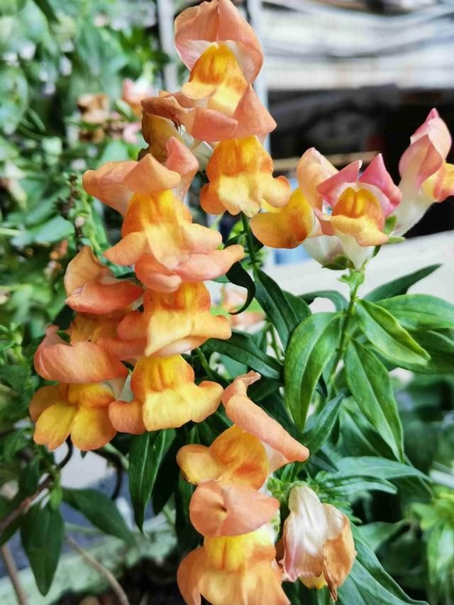 7兔男和93鸡女谁克谁，鸡兔结婚后来都怎么样了"