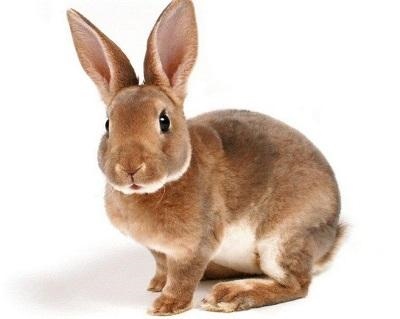 属兔人进入34岁好不好，87年属兔34岁能结婚姻