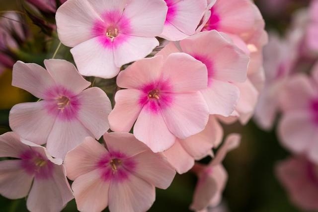 明年运势2022，2022年生肖兔女一生运势