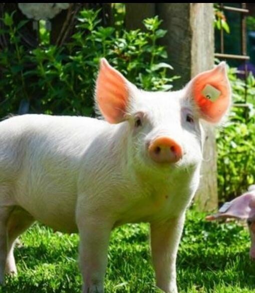 属兔男与属猪女,属兔和属猪的合不合