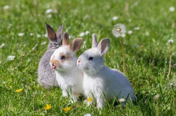 属兔和属牛的合不合，属牛和属兔的合得来吗