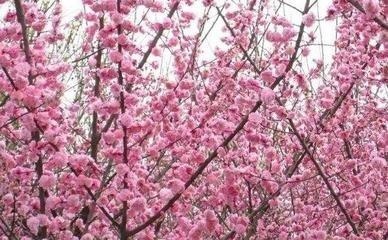 属马2022年烂桃花怎么斩断，生肖兔2022年烂桃花