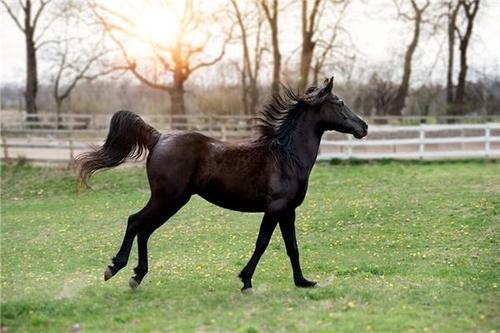 属马和什么最相配，属马和什么生肖比较配