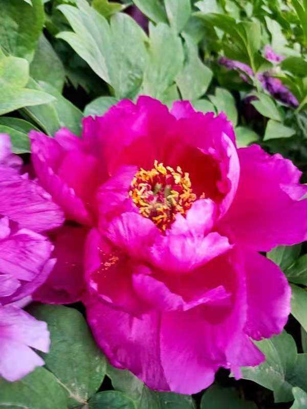 7兔男和93鸡女谁克谁，鸡兔结婚后来都怎么样了"