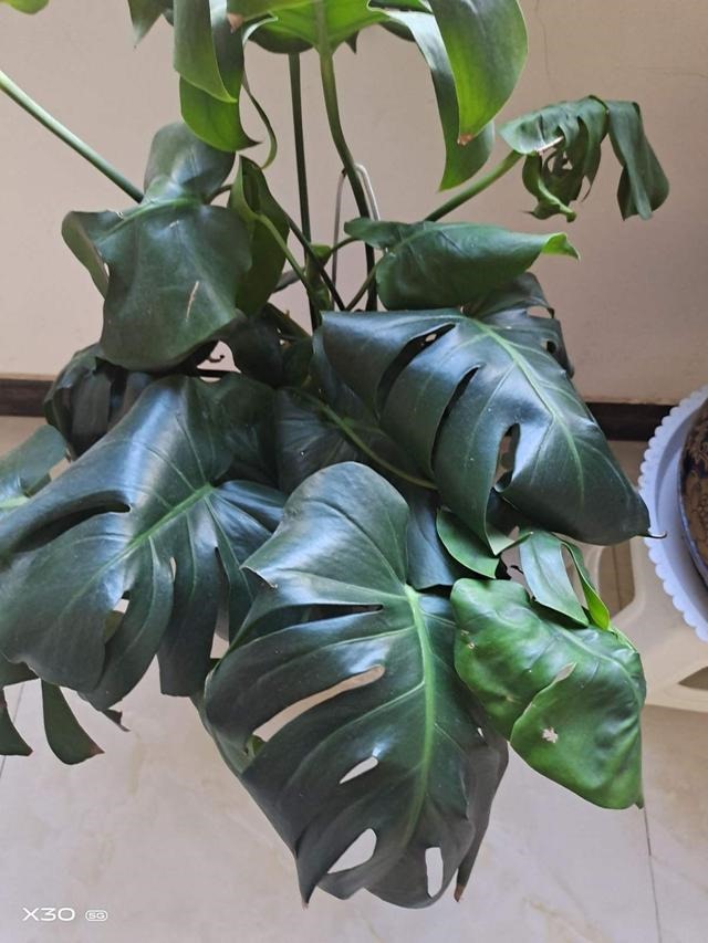 7兔男和93鸡女谁克谁，鸡兔结婚后来都怎么样了"