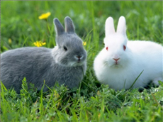 属兔男人和什么属相最配，1999年属兔多大结婚好