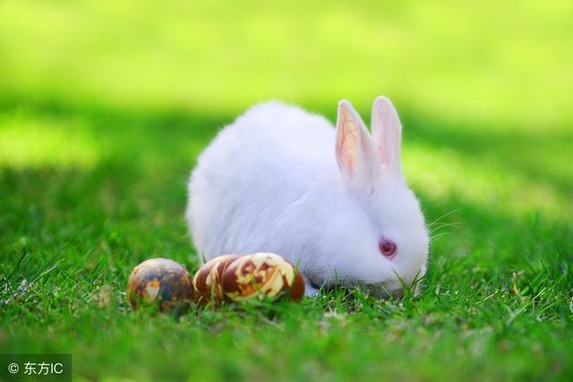 3年属兔人今日运势财运,63年属兔的女人今年运势如何"
