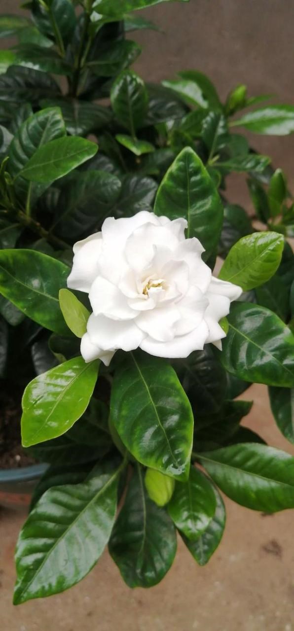 7兔男和93鸡女谁克谁，鸡兔结婚后来都怎么样了"