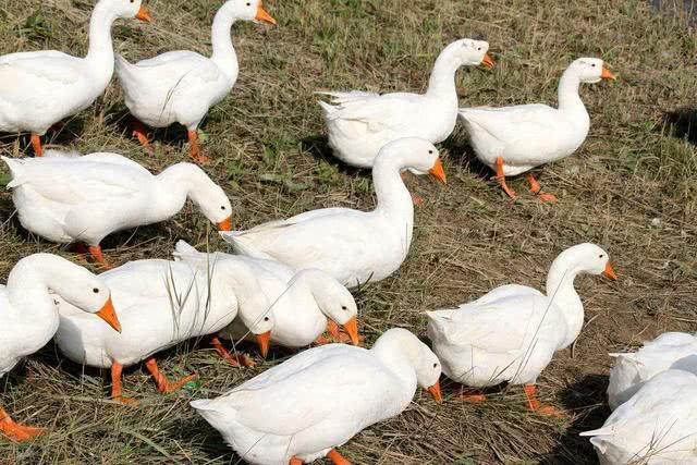 属鼠克星是什么东西，屋里喷什么能驱赶老鼠