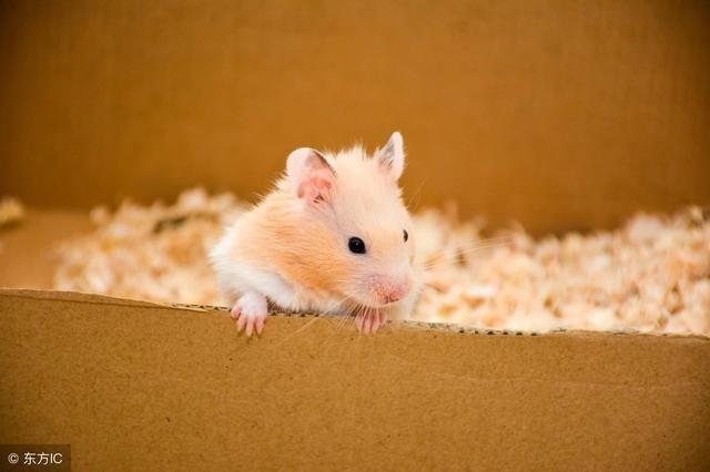 4年鼠年性格与命运如何,84年属鼠的婚姻有几次"