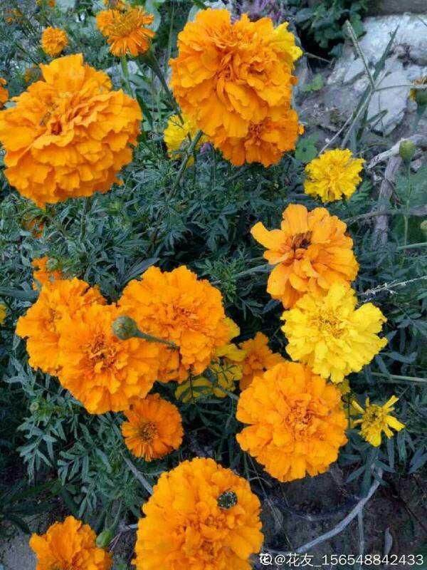 7兔男和93鸡女谁克谁，鸡兔结婚后来都怎么样了"