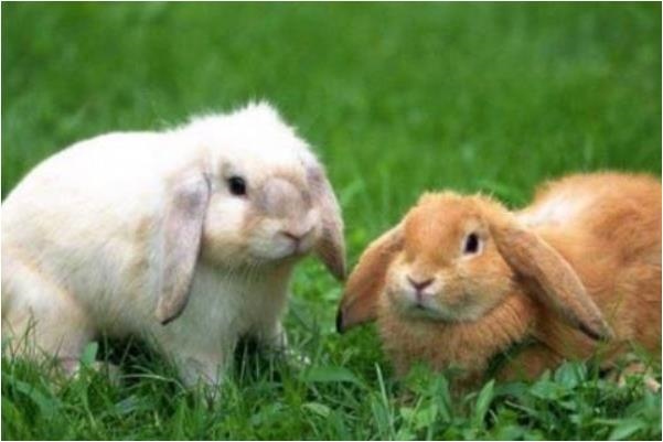 女性属鼠的更佳配偶，72年鼠男鼠女婚姻状况