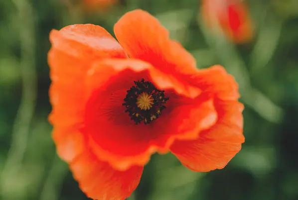 属鼠的男人对老婆好吗，鼠男容易爱上哪个生肖女