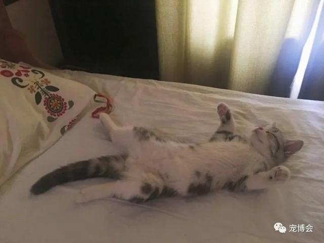 兔子可以跟人一起睡吗，兔子喜欢和主人一起睡