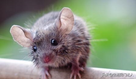 房间里有老鼠用什么 *** 可以解决，快速把老鼠赶出房间