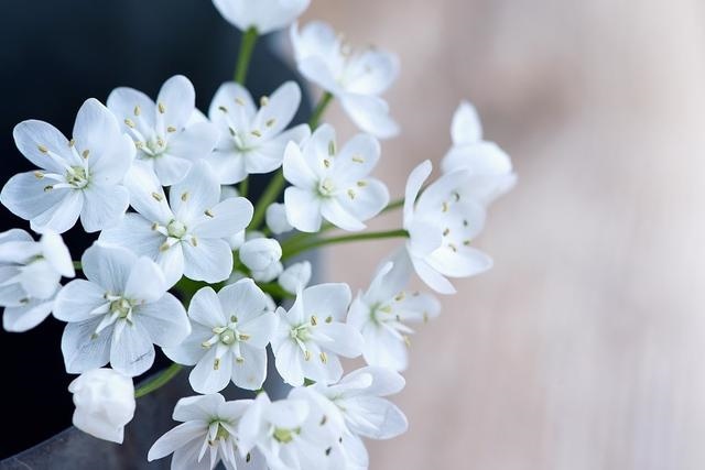 001年出生桃花劫，12生肖桃花劫表"