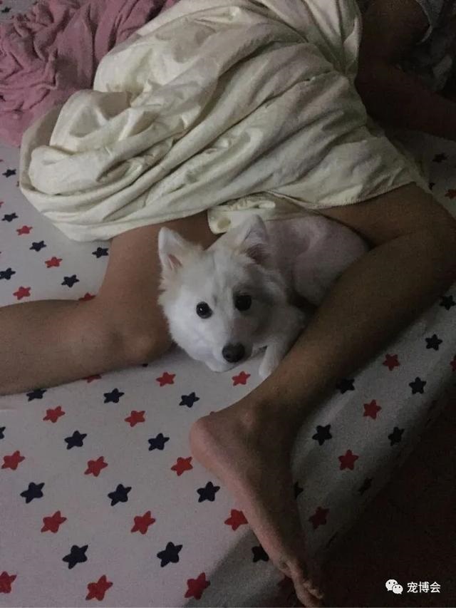 兔子可以跟人一起睡吗，兔子喜欢和主人一起睡