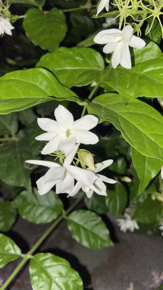 7兔男和93鸡女谁克谁，鸡兔结婚后来都怎么样了"