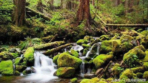 属鸡的命是一等命，为啥属鸡的婚姻不顺利