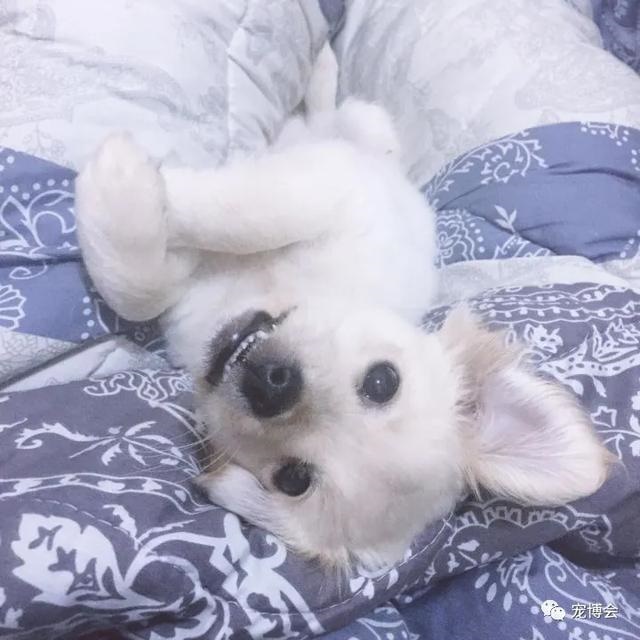 兔子可以跟人一起睡吗，兔子喜欢和主人一起睡