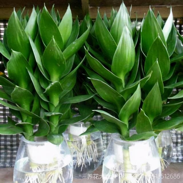 7兔男和93鸡女谁克谁，鸡兔结婚后来都怎么样了"