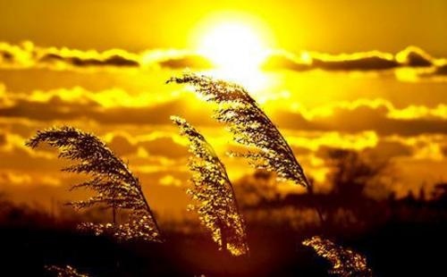 属兔男和属蛇女的相配吗,鸡兔合婚好不好