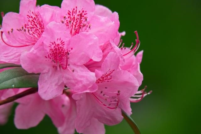 022年属猪全年运势，2022年属虎的全年运势"