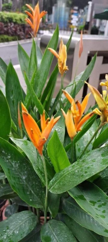 7兔男和93鸡女谁克谁，鸡兔结婚后来都怎么样了"