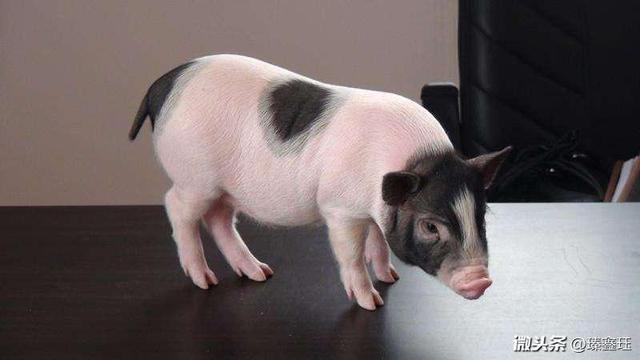 猪和什么属相最配相克，女属猪和什么属相最配