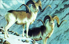 979年属羊是什么命，1979年羊2022