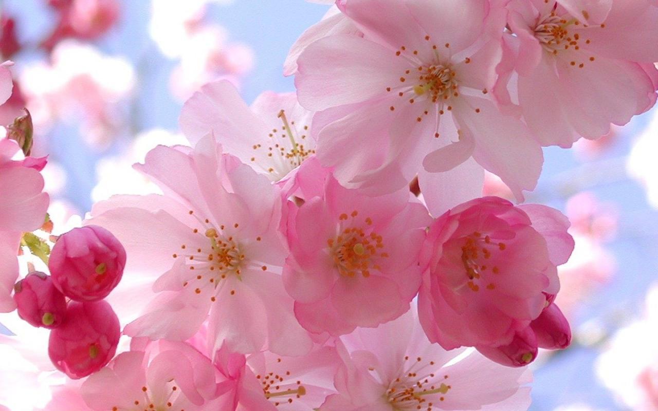 7属牛女什么时候有正桃花，97属牛女2022