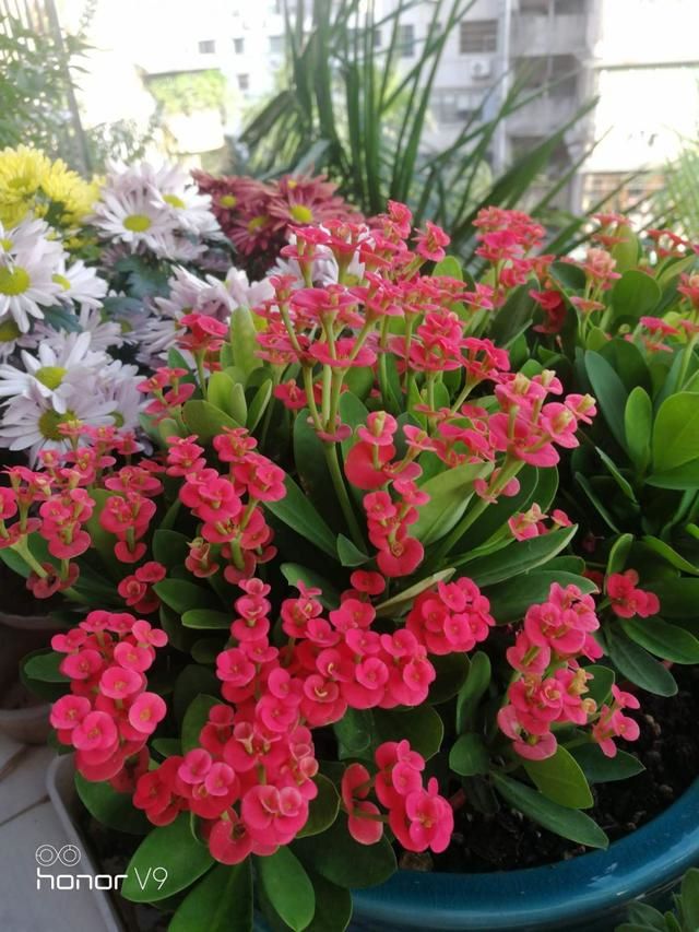 7兔男和93鸡女谁克谁，鸡兔结婚后来都怎么样了"